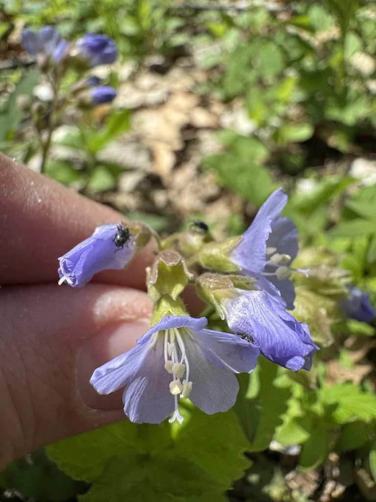 Polemonium Reptans