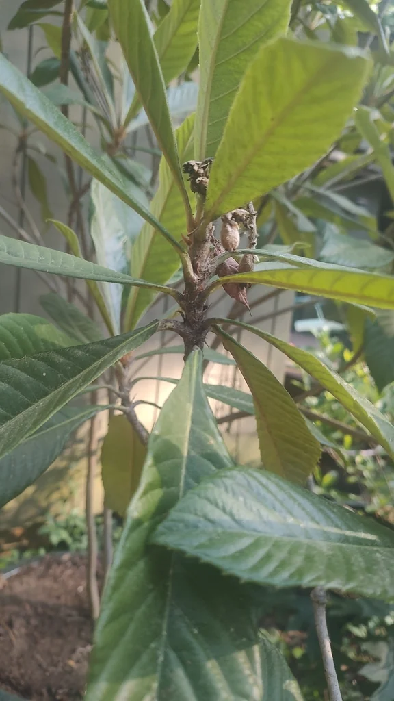 Eriobotrya Japonica