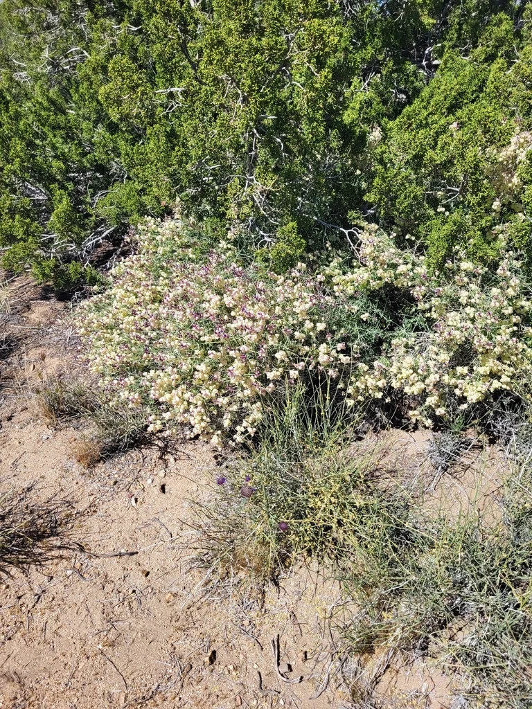 Scutellaria Mexicana