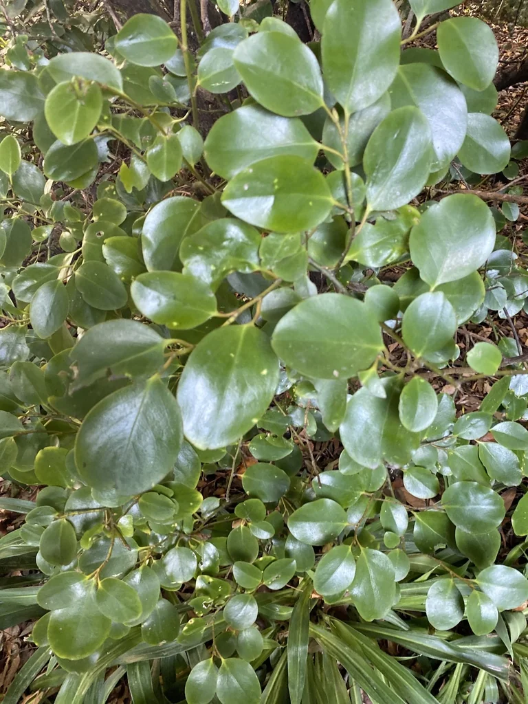 Griselinia Littoralis