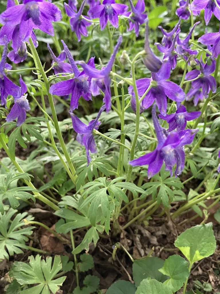 Delphinium Tricorne