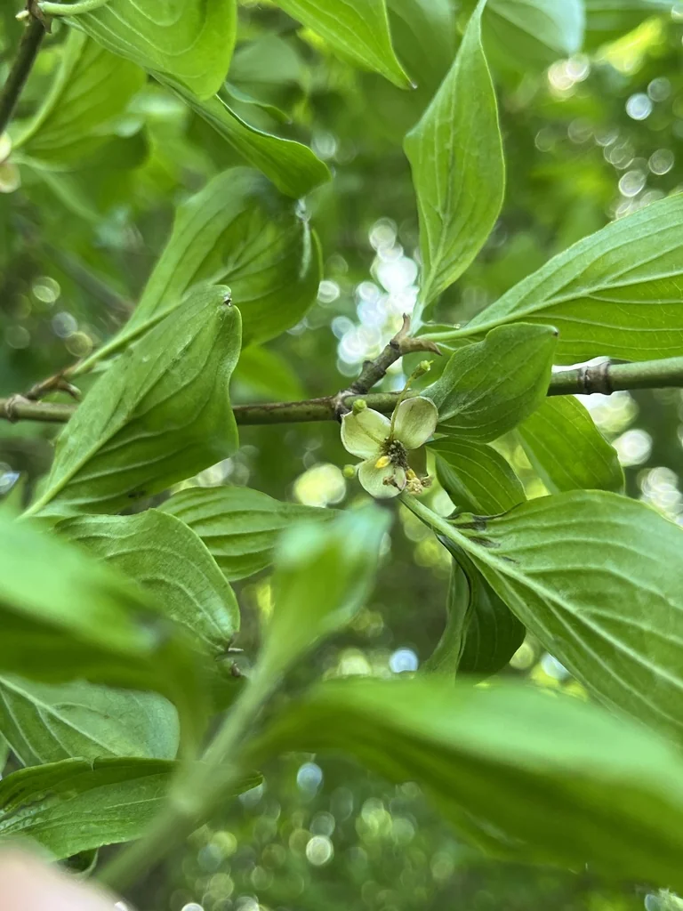 Cornus Mas