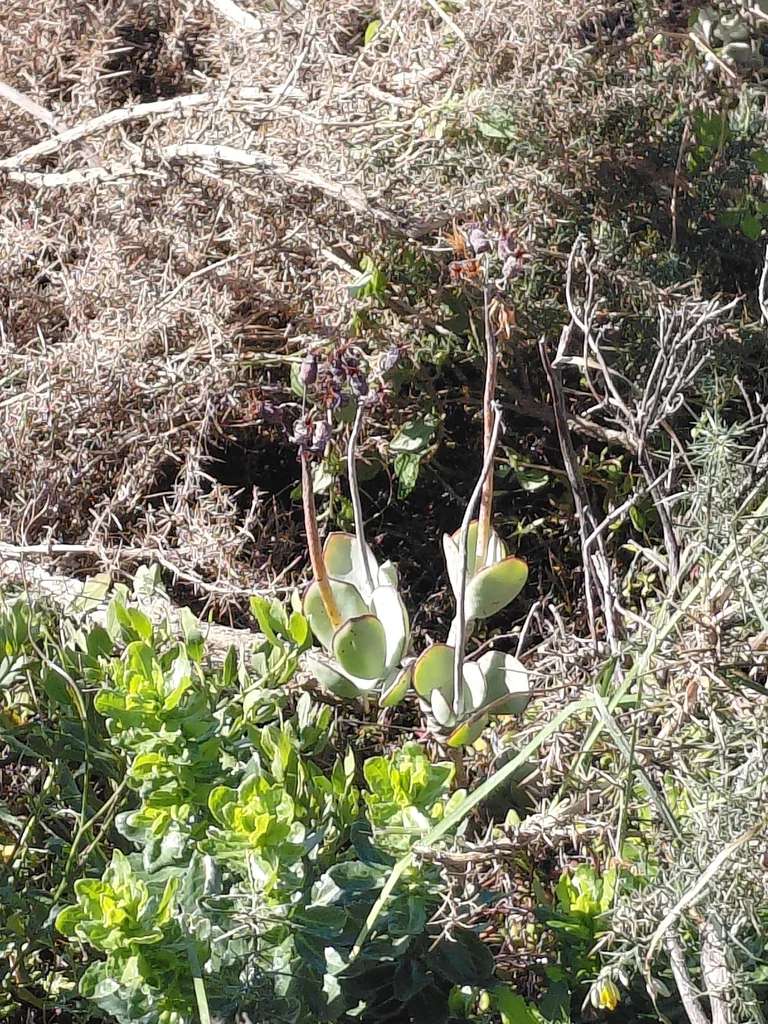 Cotyledon Orbiculata