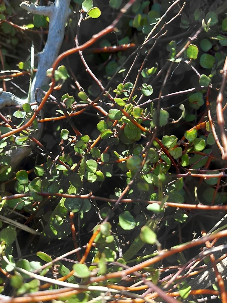 Muehlenbeckia complexa
