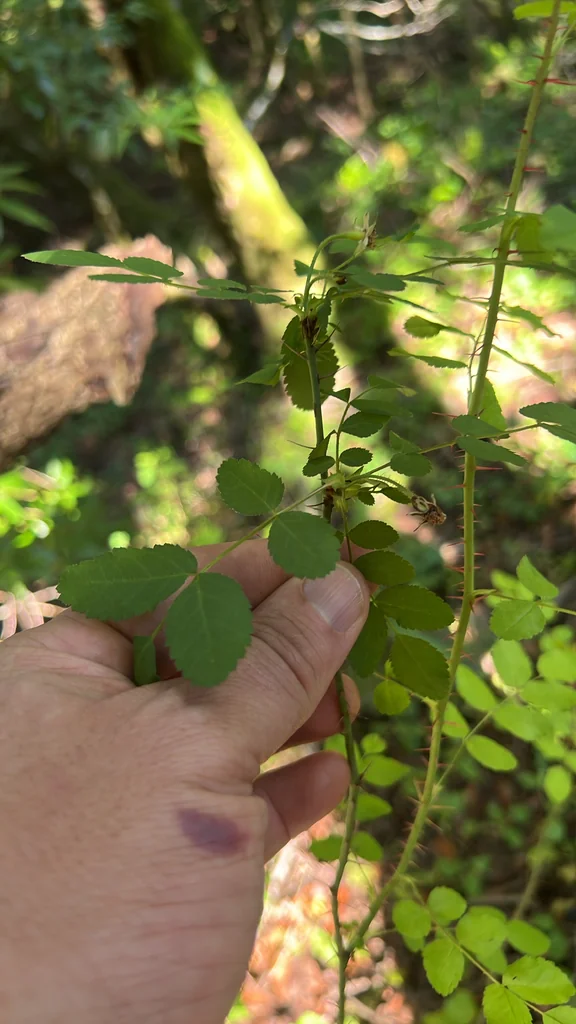 Rosa gymnocarpa