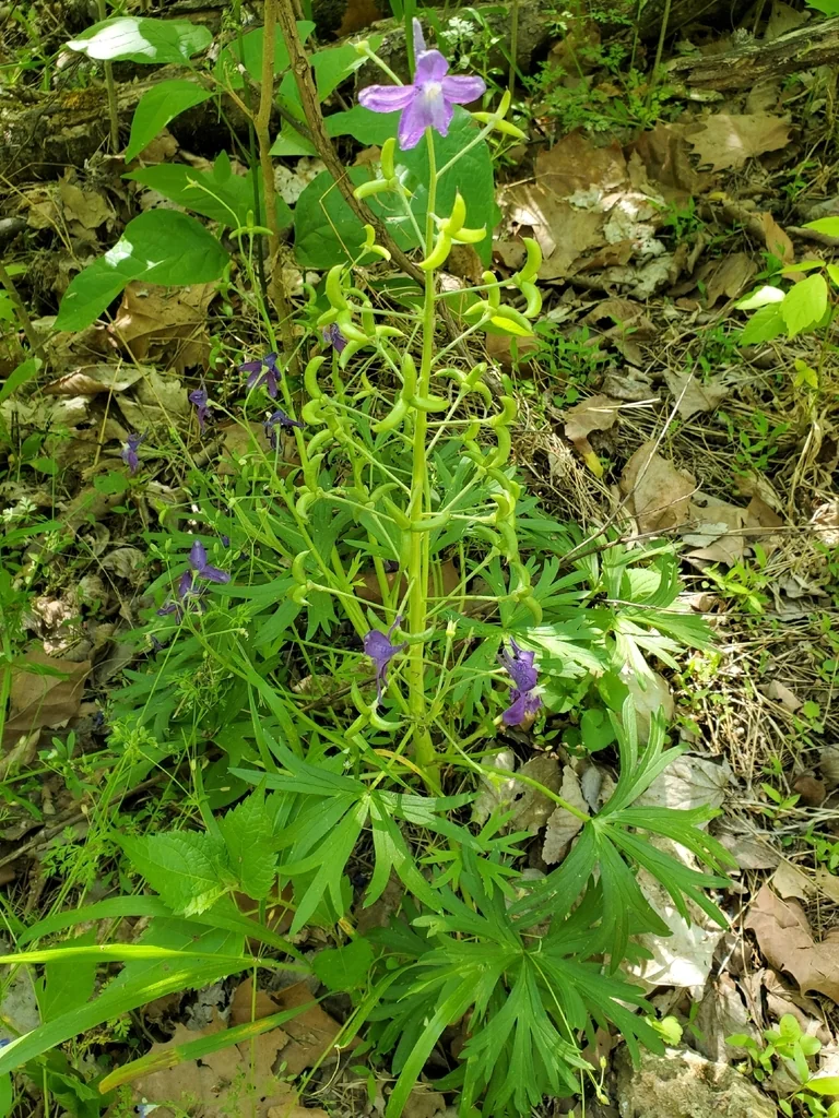 Delphinium Tricorne