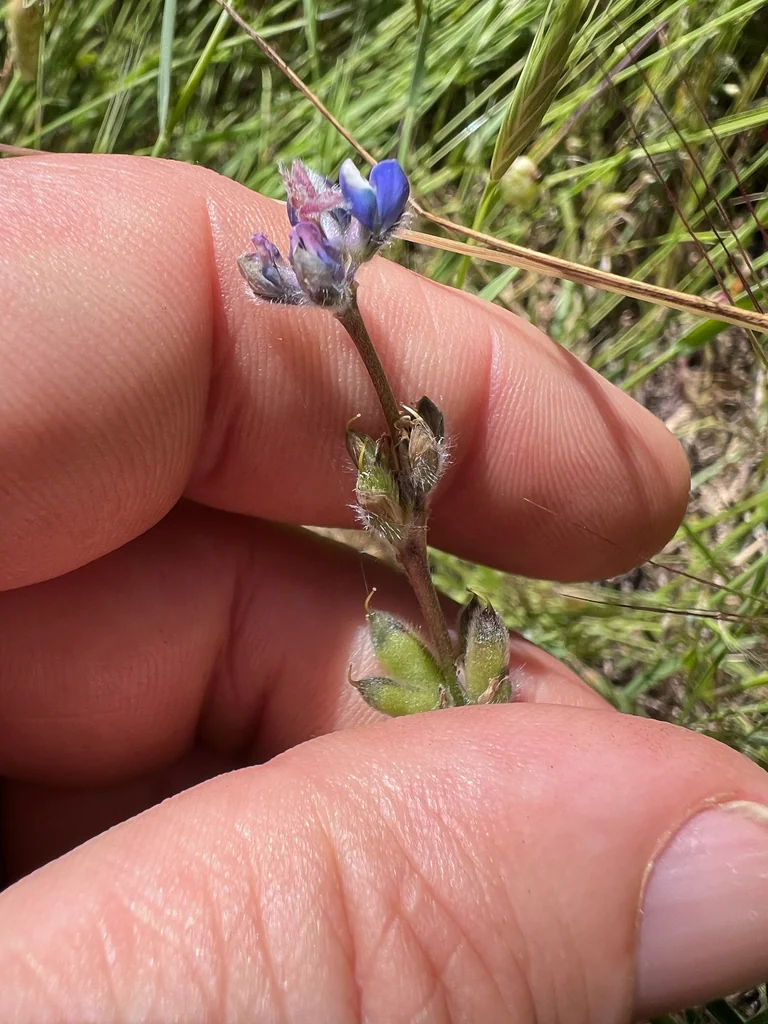 Lupinus Bicolor