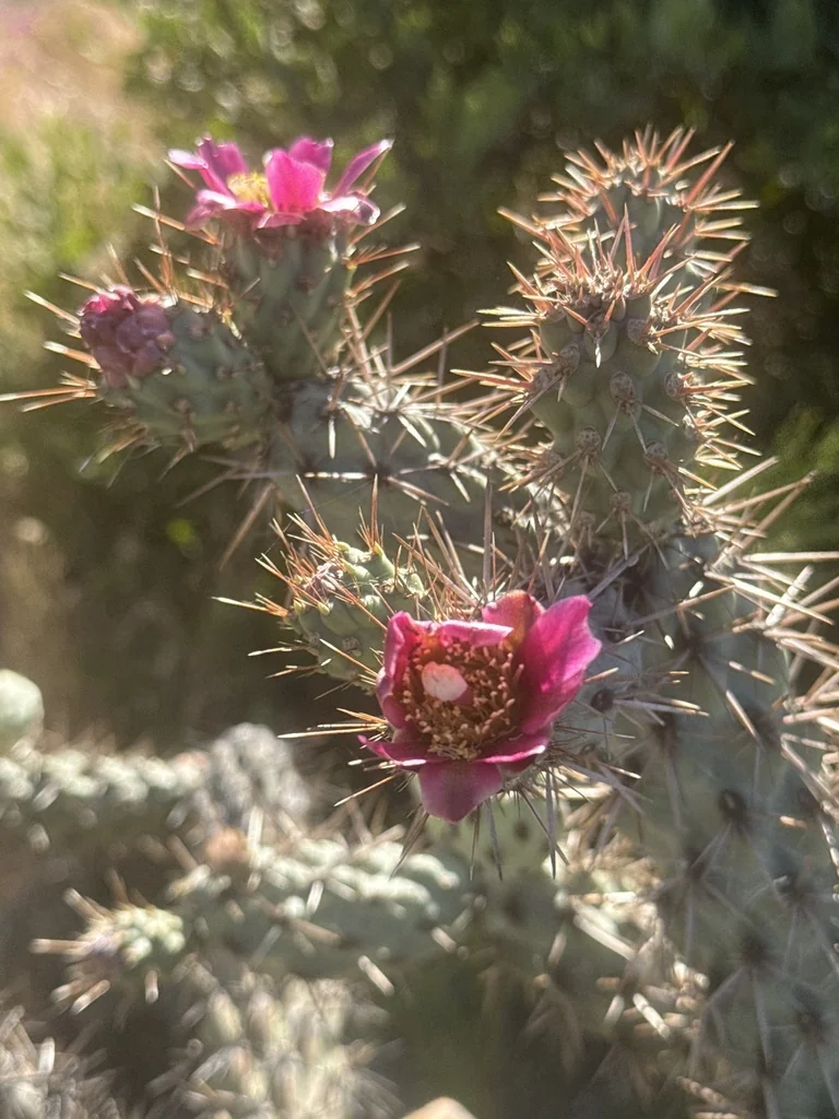 Cylindropuntia prolifera