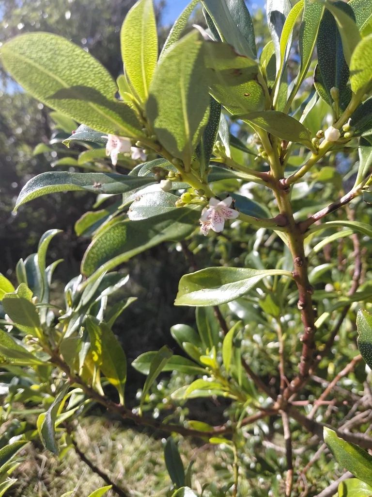 Myoporum Laetum