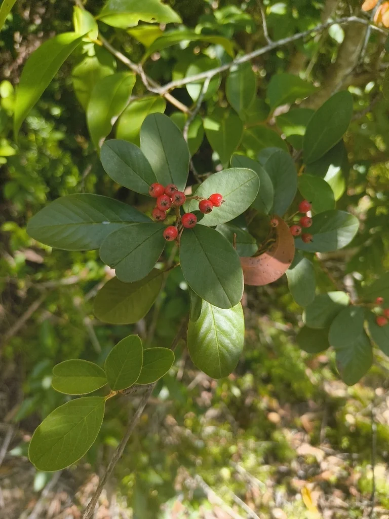 Cotoneaster Glaucophyllus