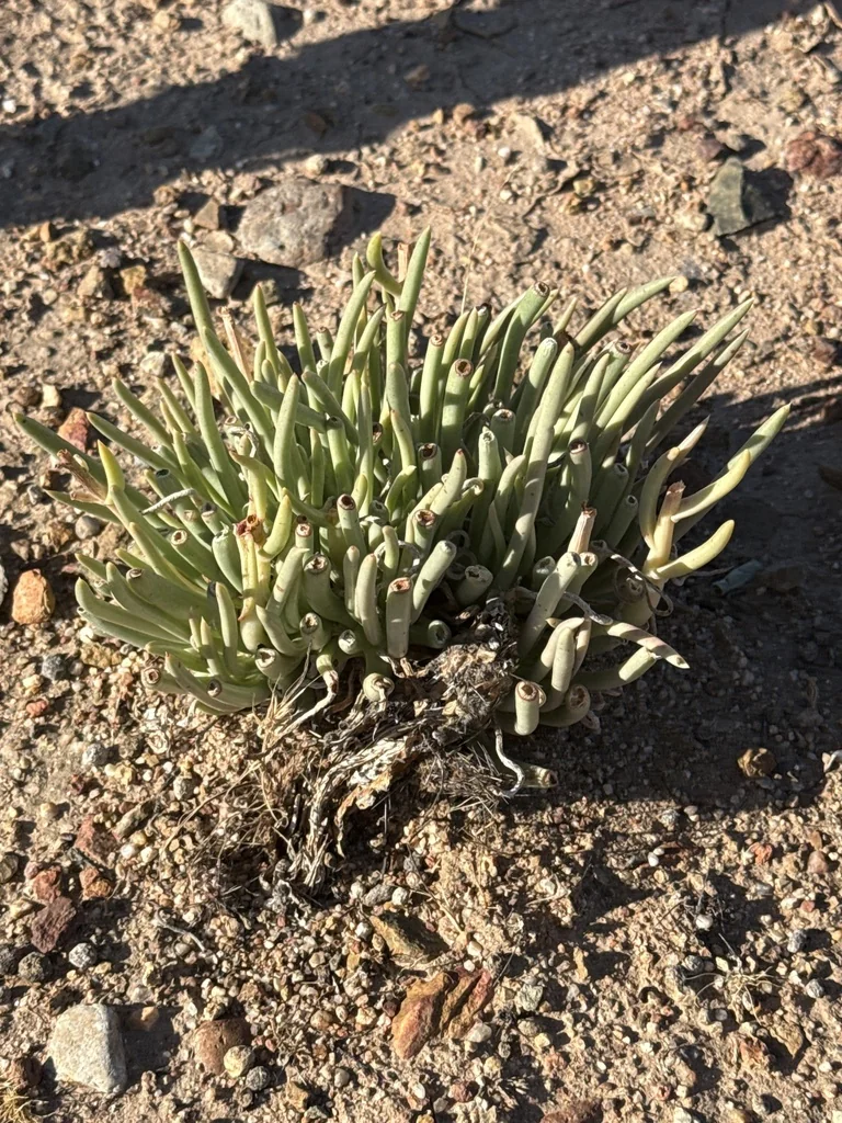 Dudleya Edulis