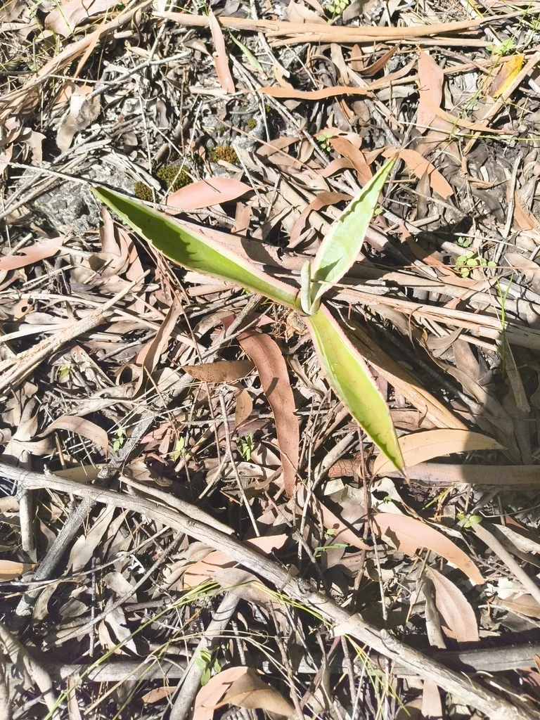 Agave Americana V. Marginata