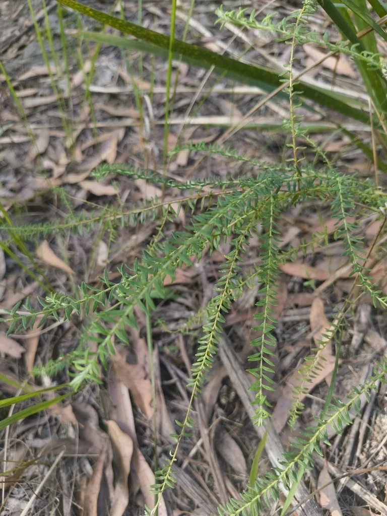 Ozothamnus Diosmifolius