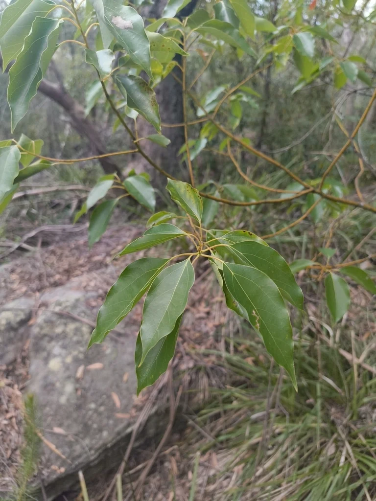 Cinnamomum Camphora