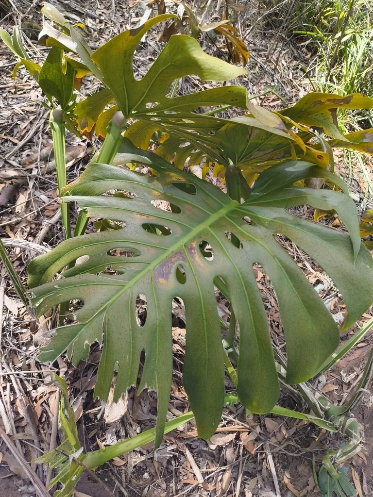 Monstera deliciosa