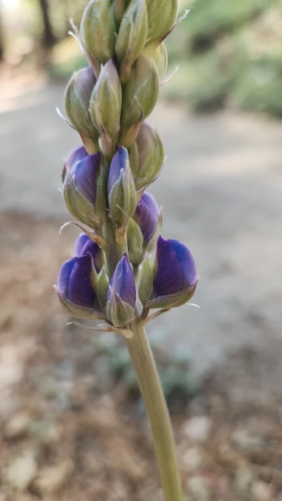 Lupinus Excubitus