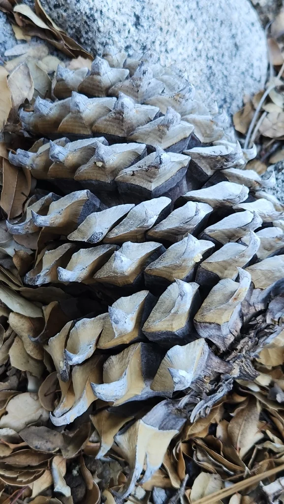 Pinus Coulteri