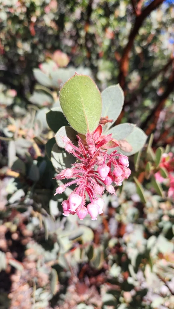Arctostaphylos Pringlei