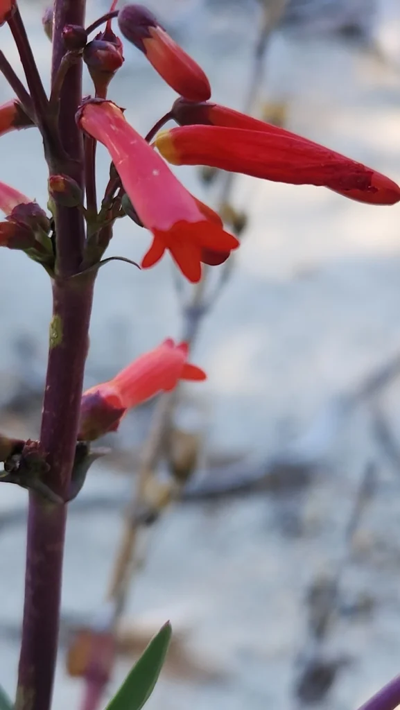 Penstemon Centranthifolius