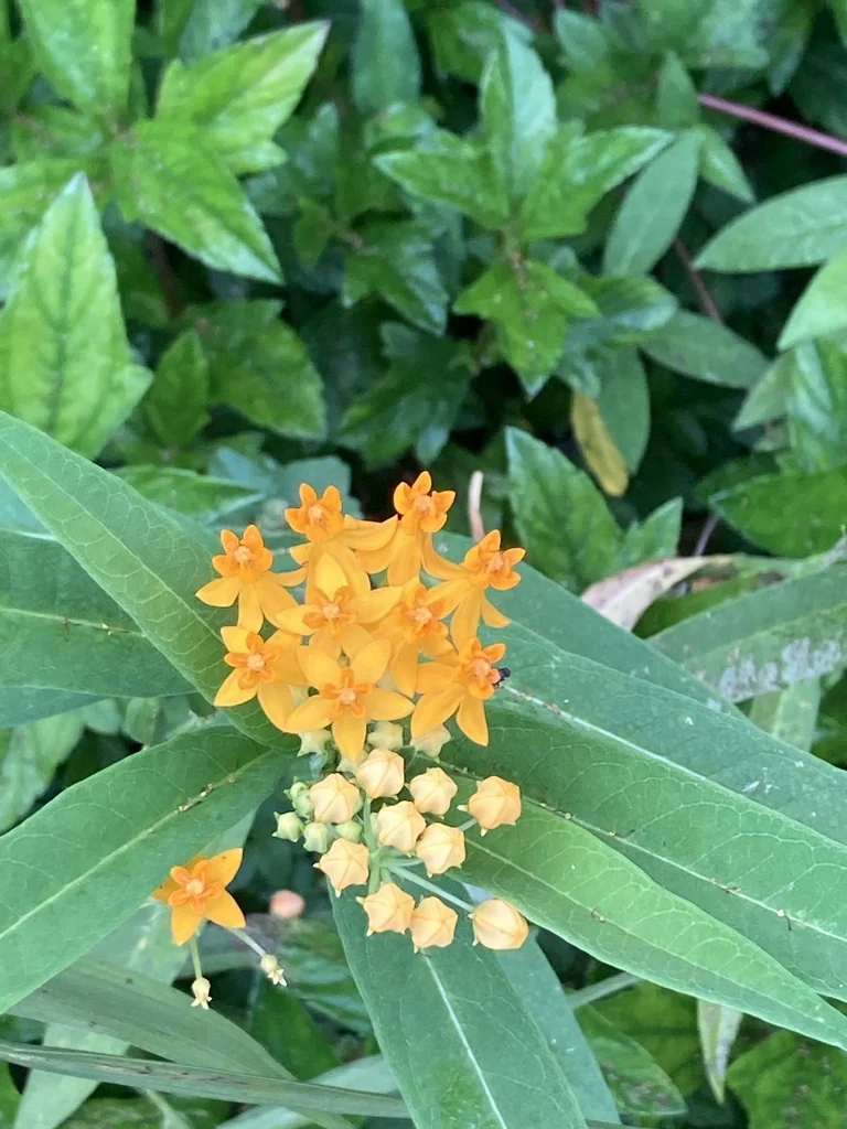 Asclepias Curassavica