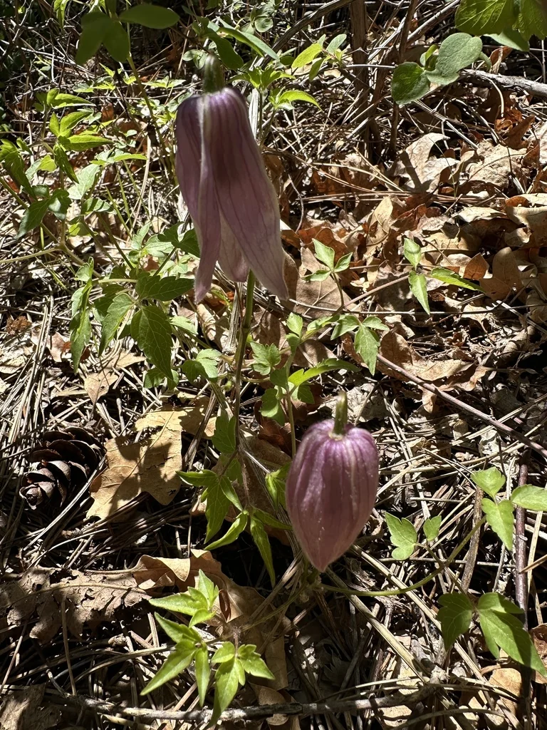 Clematis Columbiana