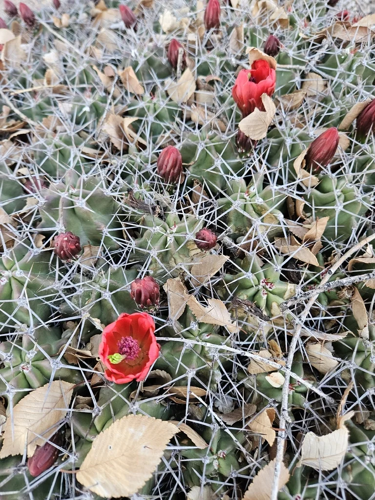 Echinocereus Triglochidiatus