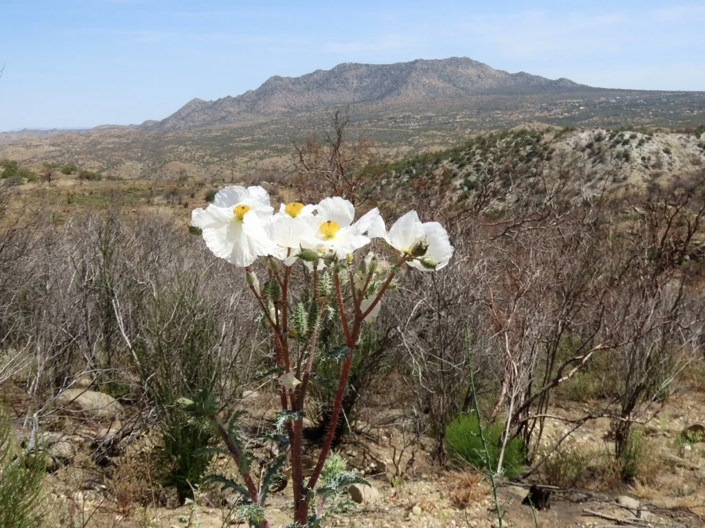 Argemone Munita