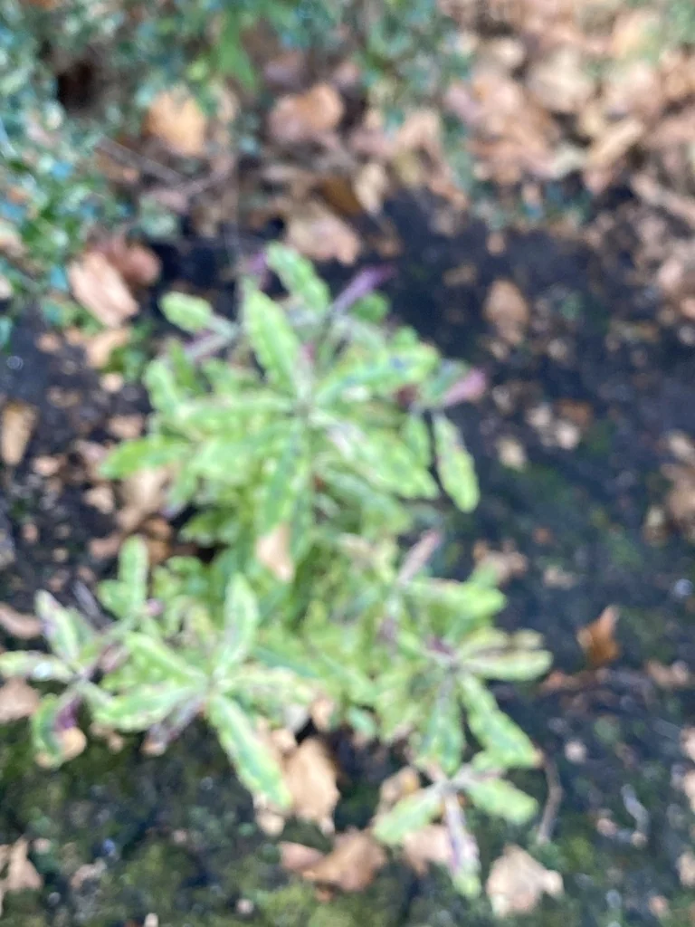 Pittosporum Eugenioides