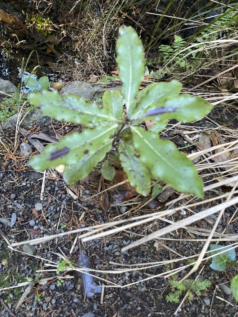 Pittosporum Eugenioides