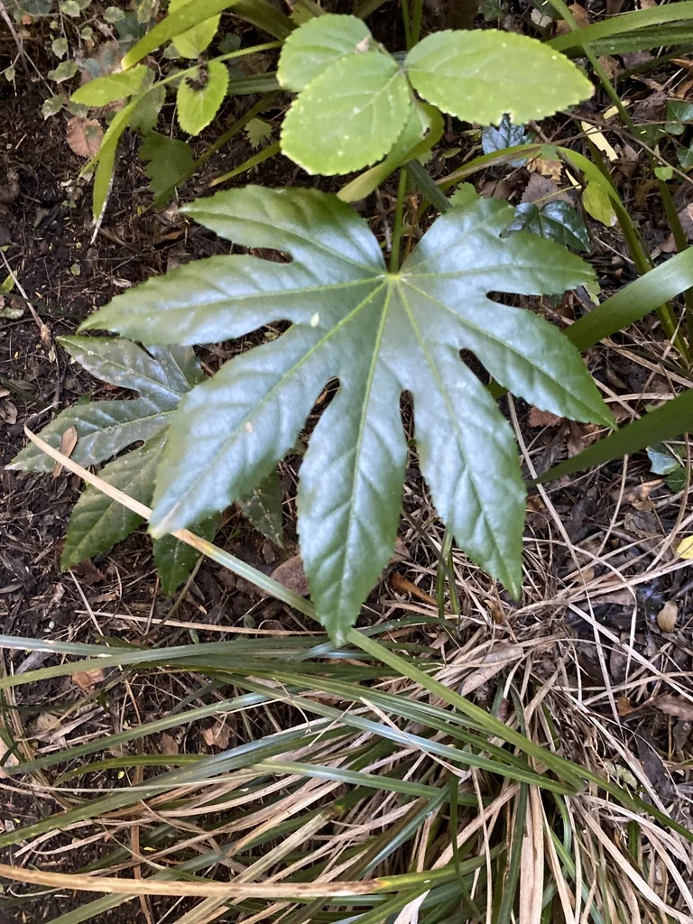 Fatsia Japonica