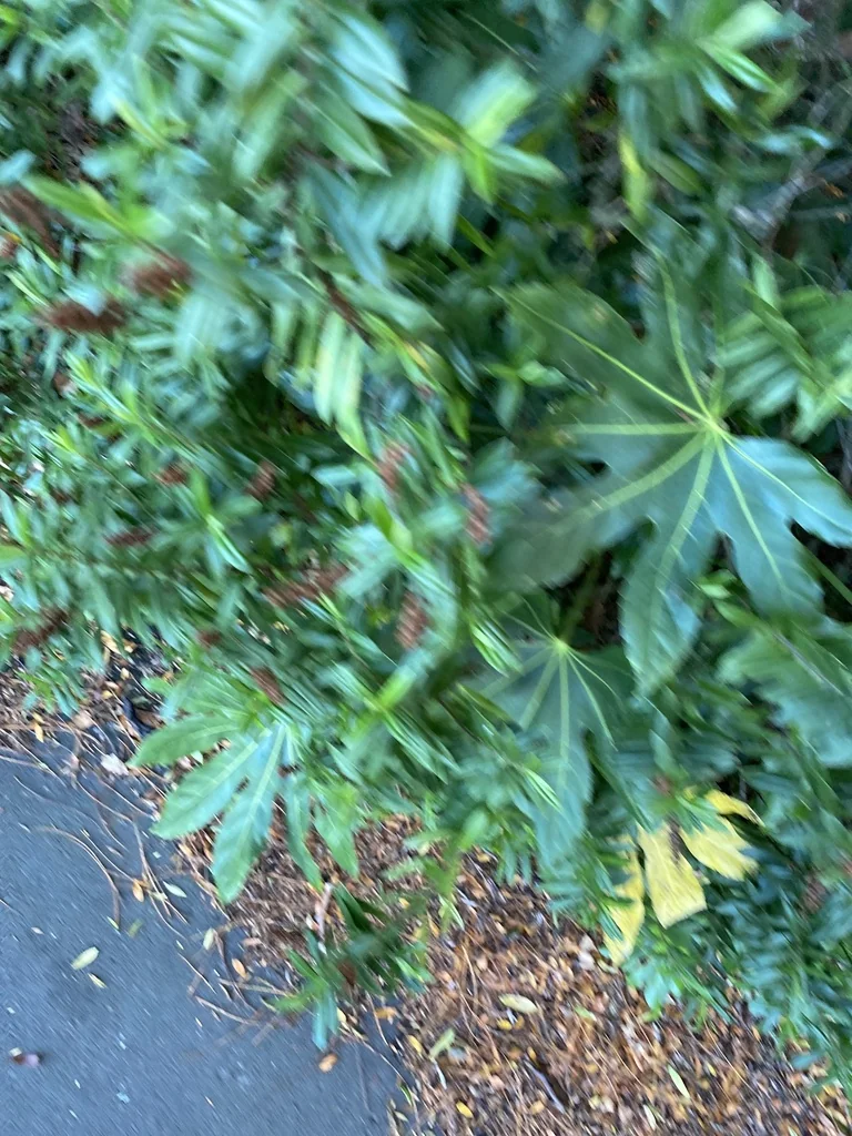 Fatsia Japonica