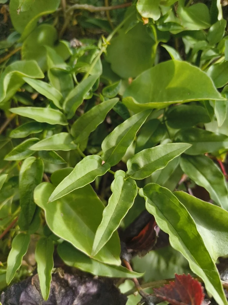 Jasminum Polyanthum