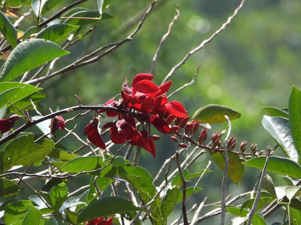 Erythrina Crista-Galli