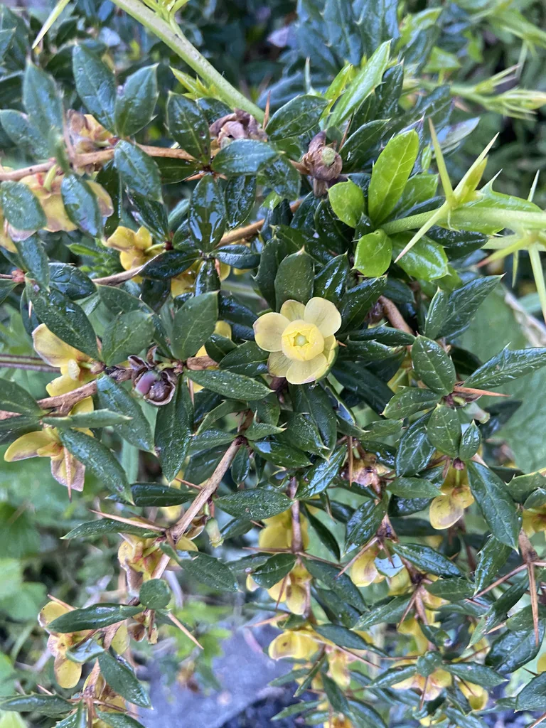 Berberis Julianae
