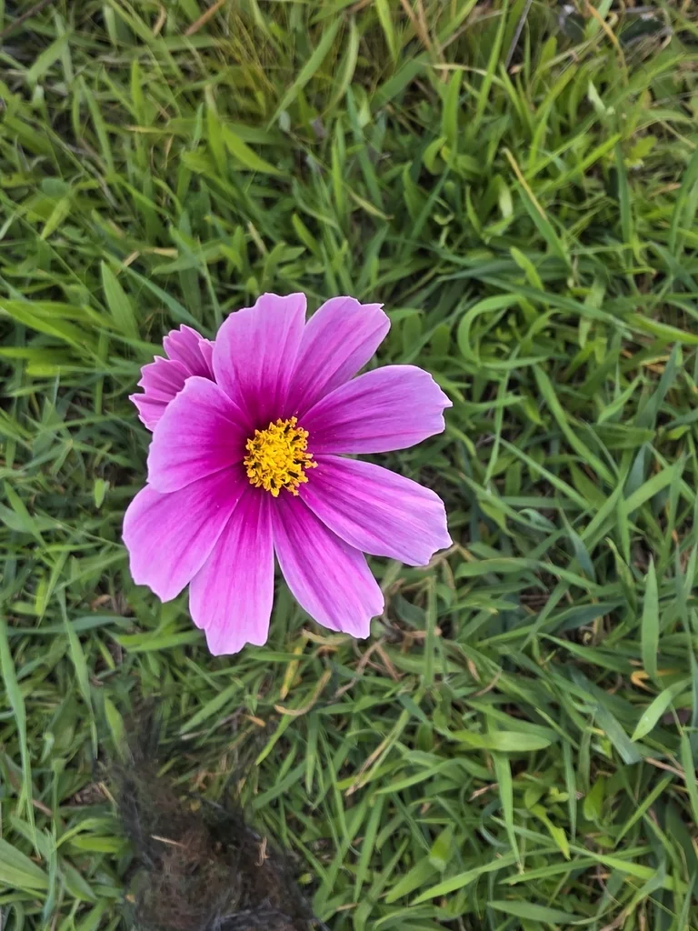 Cosmos Bipinnatus