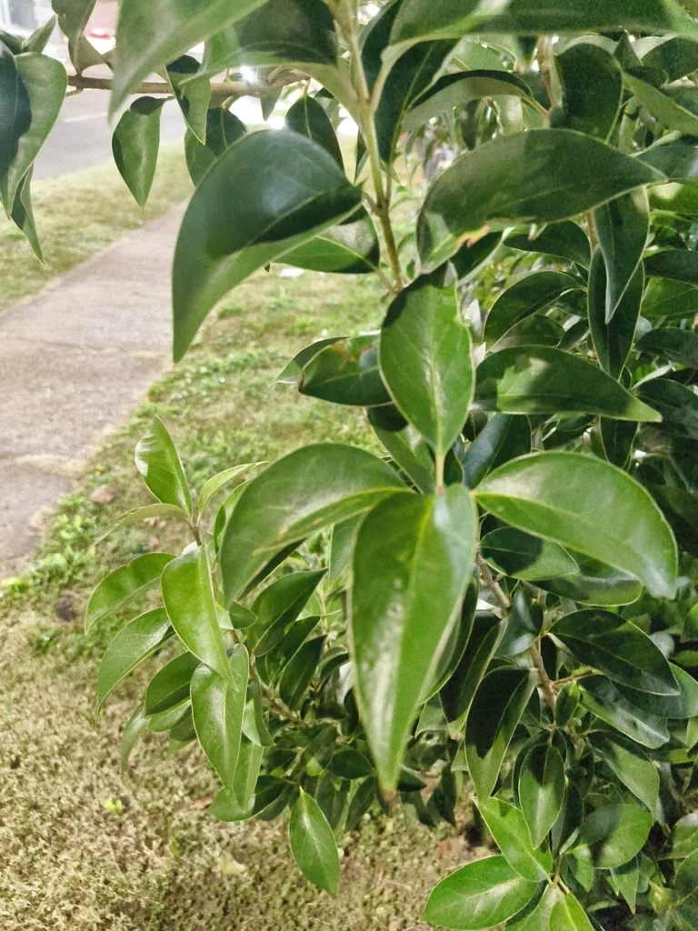 Ligustrum Lucidum
