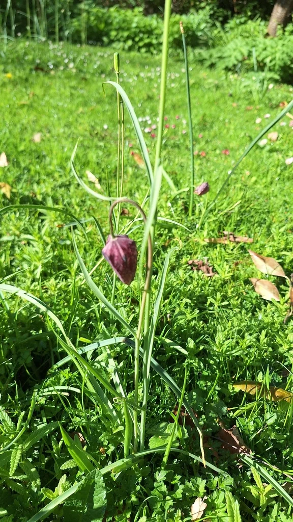 Fritillaria Meleagris
