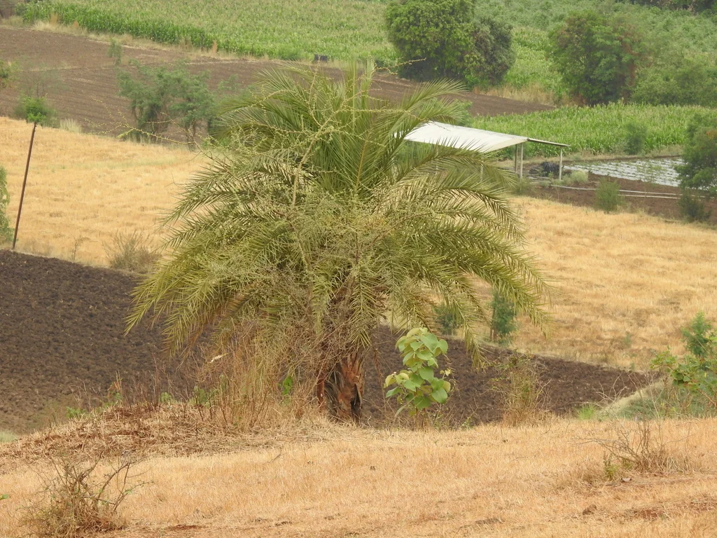 Phoenix Sylvestris