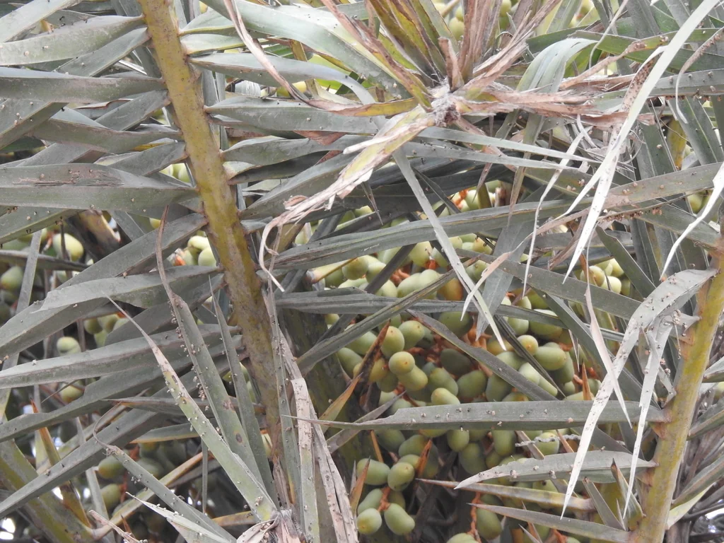 Phoenix Sylvestris