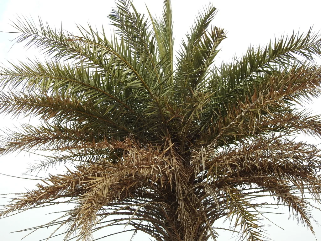 Phoenix Sylvestris