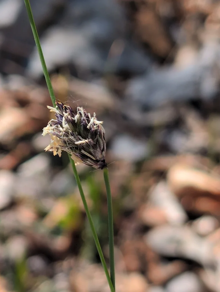 Sesleria Caerulea