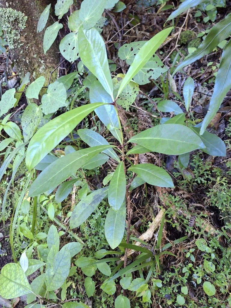 Corynocarpus Laevigatus