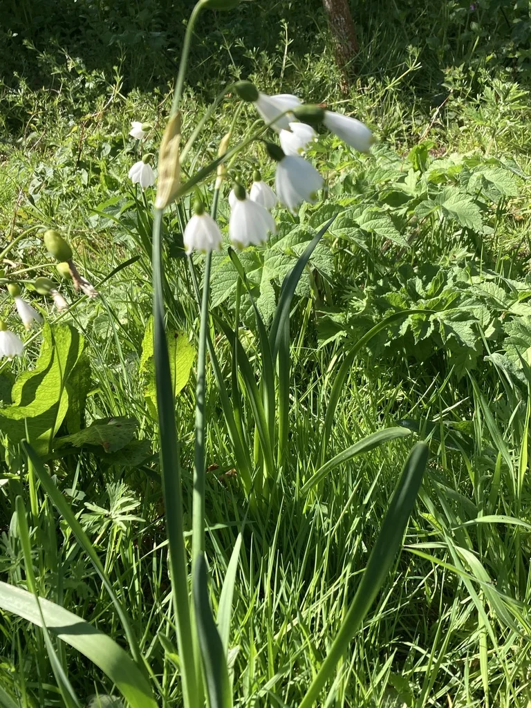 Leucojum Aestivum