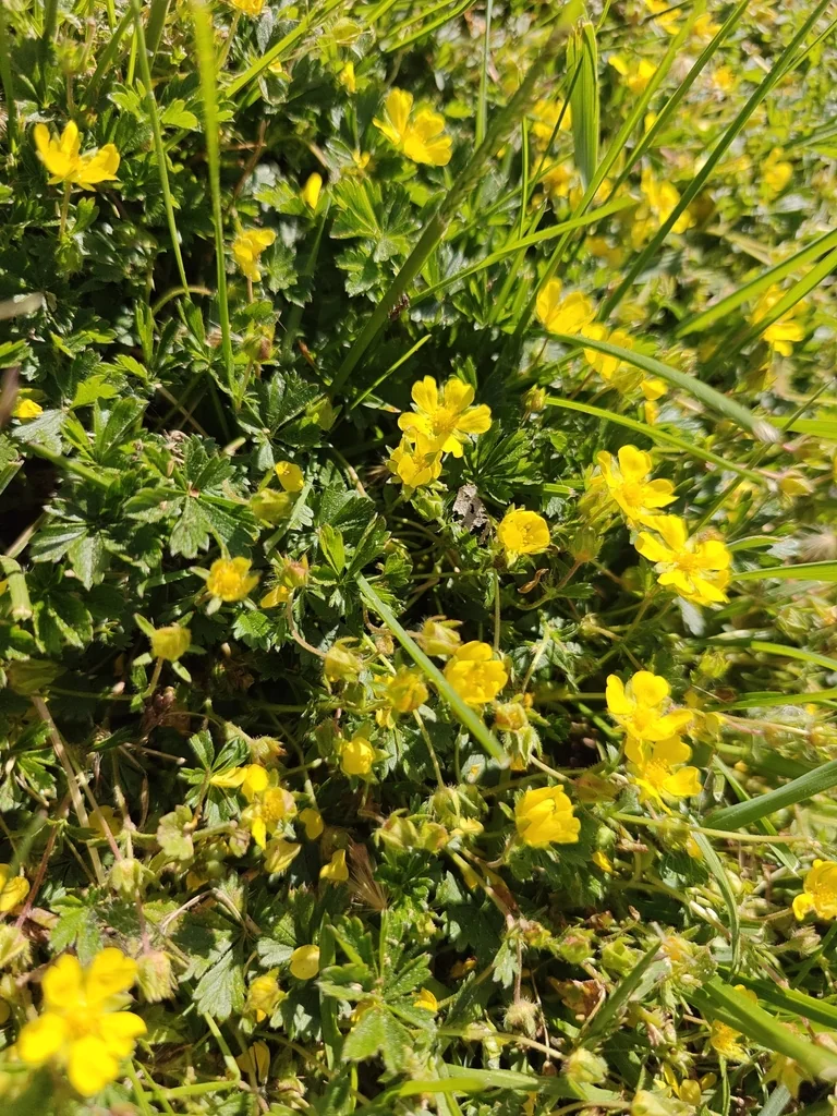 Potentilla Neumanniana