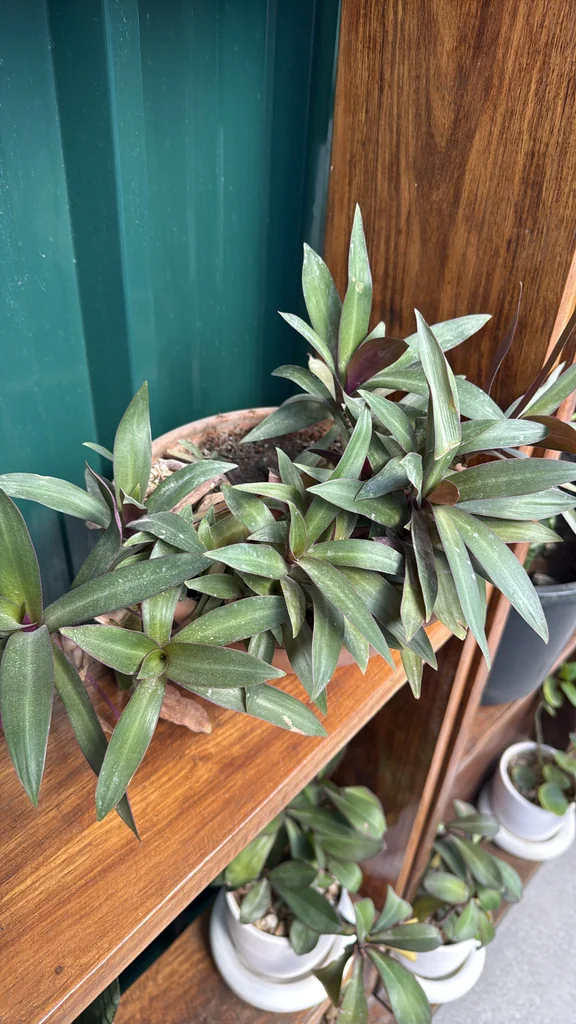 Tradescantia Spathacea