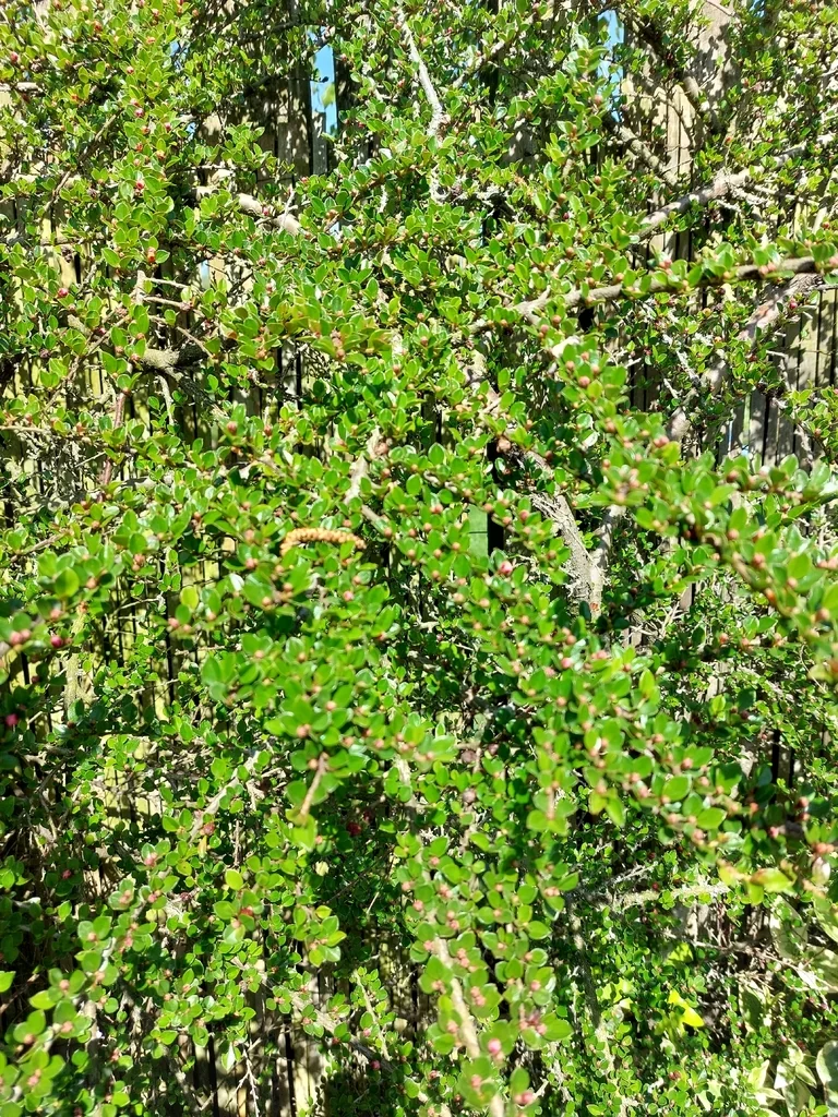 Cotoneaster Horizontalis