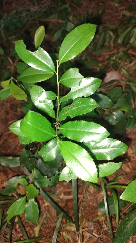 Prunus Caroliniana