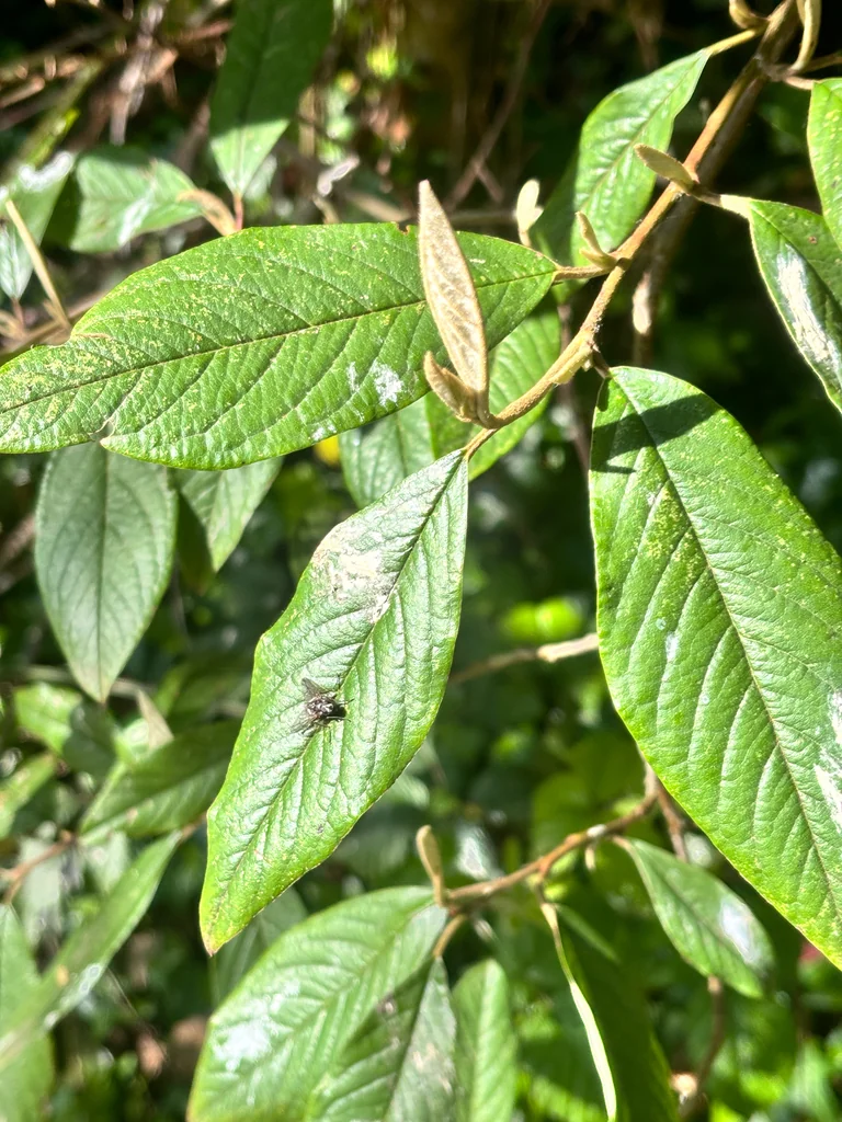 Cotoneaster Salicifolius