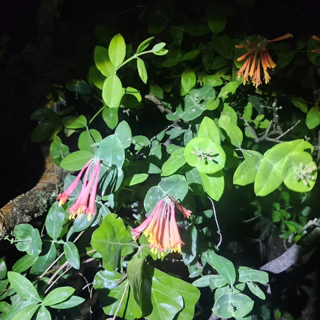 Lonicera Sempervirens