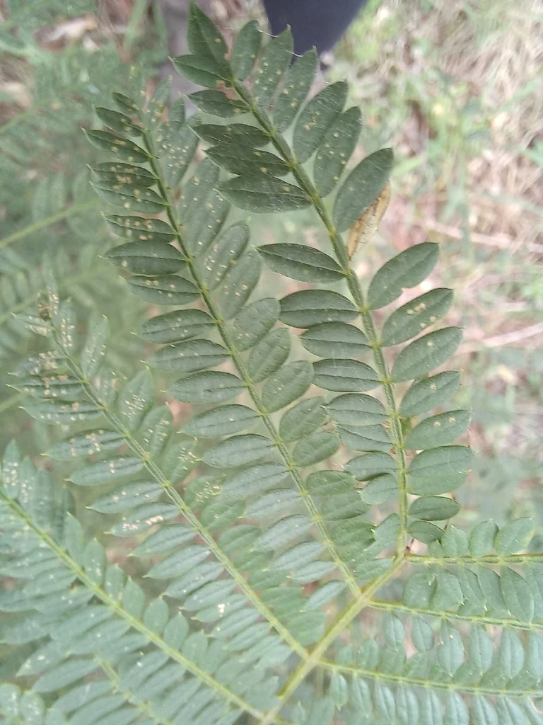 Jacaranda Mimosifolia